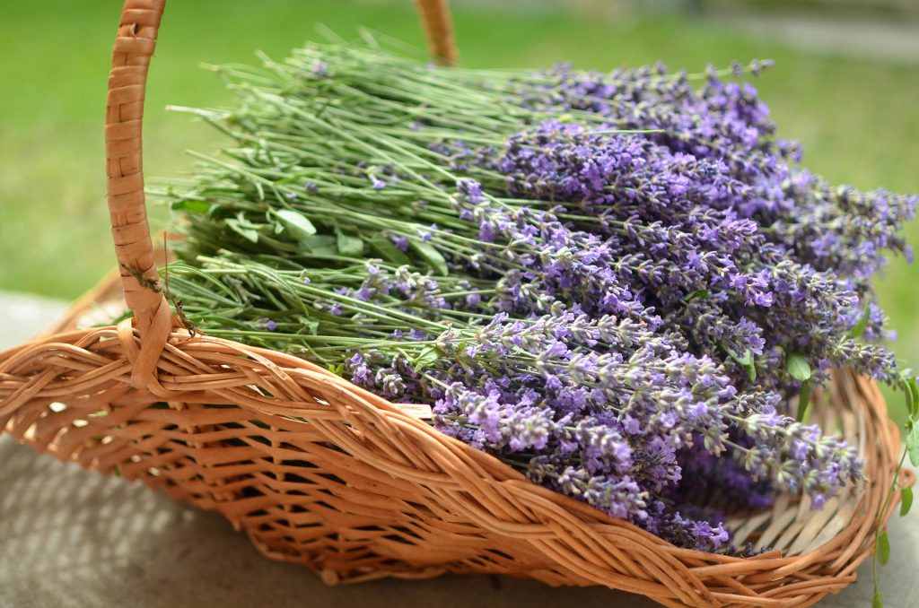 Lavendel im Korb